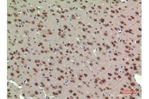 Immunohistochemistry (IHC) analysis of paraffin-embedded Rat Brain, antibody was diluted at 1:100. (ARNTL 抗体  (Lys538))