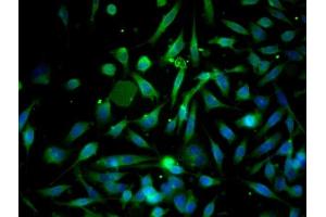 Image provided by One World Lab validation program.