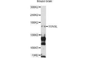 Western blot analysis of extracts of mouse brain, using TONSL antibody (ABIN6293687) at 1:3000 dilution. (NFKBIL2 抗体)