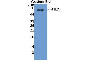 Western Blotting (WB) image for anti-Caspase 14, Apoptosis-Related Cysteine Peptidase (CASP14) (AA 1-257) antibody (ABIN1858239) (CASP14 抗体  (AA 1-257))