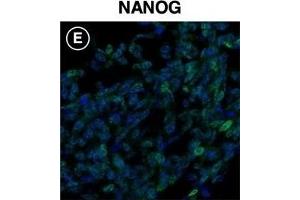 Immunofluorescence (Cultured Cells) (IF (cc)) image for anti-Nanog Homeobox (NANOG) antibody (ABIN2854880)
