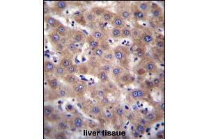 CDH19 Antibody (C-term) (ABIN656875 and ABIN2846076) immunohistochemistry analysis in formalin fixed and paraffin embedded human liver tissue followed by peroxidase conjugation of the secondary antibody and DAB staining. (CDH19 抗体  (C-Term))
