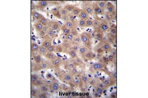 CDH19 Antibody (C-term) (ABIN656875 and ABIN2846076) immunohistochemistry analysis in formalin fixed and paraffin embedded human liver tissue followed by peroxidase conjugation of the secondary antibody and DAB staining.