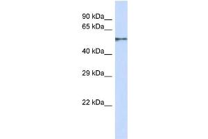 Western Blotting (WB) image for anti-Zinc Finger Protein 44 (ZNF44) (N-Term) antibody (ABIN2787526) (Zinc Finger Protein 44 抗体  (N-Term))