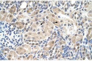 Immunohistochemistry (IHC) image for anti-Solute Carrier Family 9, Subfamily A (NHE9, Cation Proton Antiporter 9), Member 9 (SLC9A9) (C-Term) antibody (ABIN2781738)