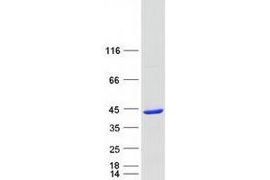 Western Blotting (WB) image for Chromosome 2 Open Reading Frame 60 (C2orf60) (Transcript Variant 1) protein (Myc-DYKDDDDK Tag) (ABIN2715500)