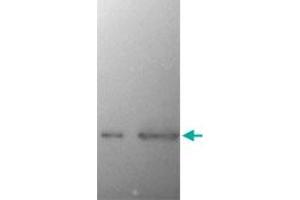 Western Blot of SNCA monoclonal antibody, clone 2A7  on recombinant SNCA (left lane) and crude extract of mouse brain (right lane, courtesy Rogan Tinsley, Howard Florey Institute, University of Melbourne). (SNCA 抗体)