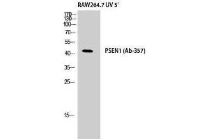 Western Blotting (WB) image for anti-Presenilin 1 (PSEN1) (Ser45), (Thr41) antibody (ABIN3186557) (Presenilin 1 抗体  (Ser45, Thr41))