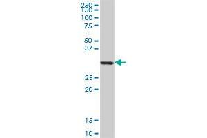 SFXN1 MaxPab polyclonal antibody. (SFXN1 抗体  (AA 1-322))