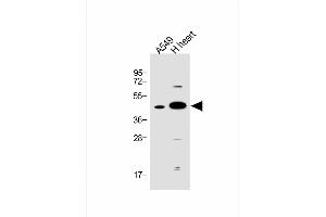 All lanes : Anti-FSTL1 Antibody (C-term) at 1:1000 dilution Lane 1: A549 whole cell lysate Lane 2: human heart lysate Lysates/proteins at 20 μg per lane. (FSTL1 抗体  (C-Term))
