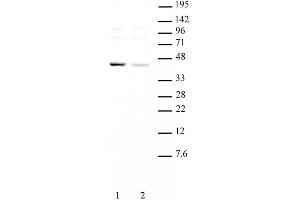 KLF6 pAb tested by Western blot. (KLF6 抗体  (Internal Region))
