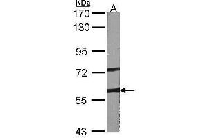 WB Image Sample (30 ug of whole cell lysate) A:NIH-3T3 7. (ARAF 抗体  (C-Term))