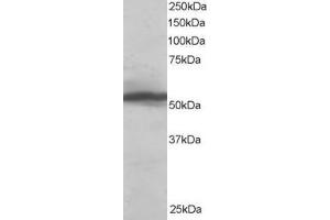 ABIN185157 staining (0. (KPNA2 抗体  (C-Term))