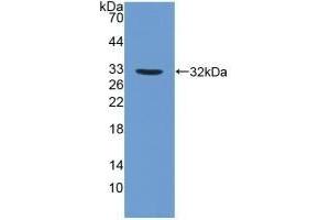 Detection of Recombinant FUCa1, Human using Polyclonal Antibody to Fucosidase Alpha L1, Tissue (FUCa1) (FUCA1 抗体  (AA 53-289))