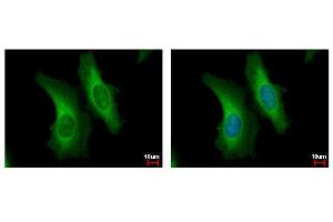 ICC/IF Image SERPINB6 antibody [N2C2], Internal detects SERPINB6 protein at cytoplasm by immunofluorescent analysis. (SERPINB6 抗体  (Internal Region))