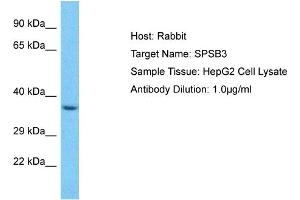 Western Blotting (WB) image for anti-SplA/ryanodine Receptor Domain and SOCS Box Containing 3 (SPSB3) (C-Term) antibody (ABIN2774580)
