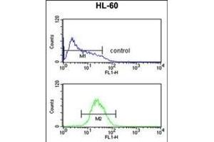 ATF7 Antibody (N-term) (ABIN1881079 and ABIN2842518) flow cytometric analysis of HL-60 cells (bottom histogram) compared to a negative control cell (top histogram). (ATF7 抗体  (N-Term))
