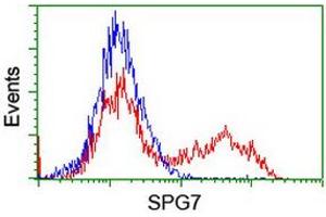 Image no. 2 for anti-Spastic Paraplegia 7 (SPG7) (AA 300-573) antibody (ABIN1491371) (SPG7 抗体  (AA 300-573))