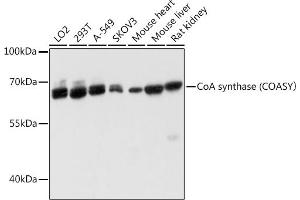 Western blot analysis of extracts of various cell lines, using CoA synthase (COASY) antibody (ABIN6130194, ABIN6138817, ABIN6138818 and ABIN6215774) at 1:3000 dilution. (COASY 抗体  (AA 345-564))