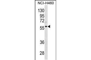 Western blot analysis in NCI-H460 cell line lysates (35ug/lane). (Cyclin L2 抗体  (AA 338-366))