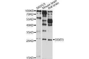 Western blot analysis of extracts of various cell lines, using DDIT3 antibody (ABIN5970052) at 1/1000 dilution. (DDIT3 抗体)