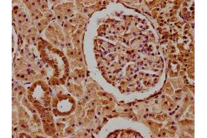 IHC image of ABIN7166480 diluted at 1:100 and staining in paraffin-embedded human kidney tissue performed on a Leica BondTM system. (MCF2 抗体  (AA 705-925))