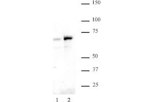 NFκB p65 phospho Ser529 pAb tested by Western blot. (NF-kB p65 抗体  (pSer529))