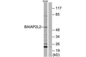 Western blot analysis of extracts from RAW264. (BAIAP2L2 抗体  (AA 111-160))