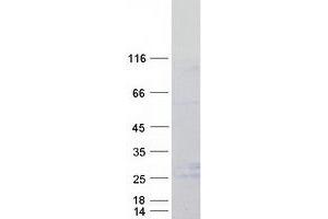 LY96 Protein (Myc-DYKDDDDK Tag)