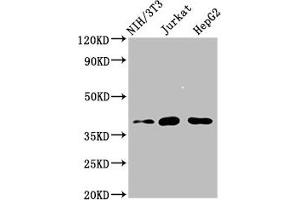 Western Blot Positive WB detected in: NIH/3T3 whole cell lysate, Jurkat whole cell lysate, HepG2 whole cell lysate All lanes: RNF2 antibody at 4 μg/mL Secondary Goat polyclonal to rabbit IgG at 1/50000 dilution Predicted band size: 38, 30 kDa Observed band size: 38 kDa (RNF2 抗体  (AA 158-290))