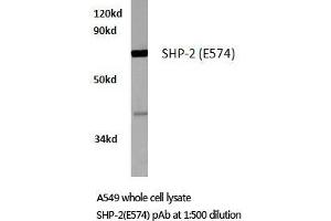 Western blot (WB) analysis of SH-PTP2 antibody in extracts from A549 cells. (PTPN11 抗体)