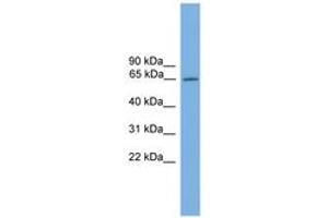 Image no. 1 for anti-Nuclear Receptor Subfamily 4, Group A, Member 3 (NR4A3) (AA 551-600) antibody (ABIN6744584)