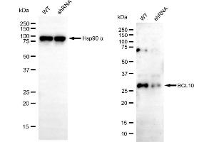 anti-BCL10 Immune Signaling Adaptor antibody