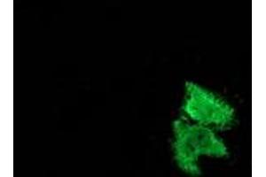 Anti-MSI1 mouse monoclonal antibody (ABIN2454101) immunofluorescent staining of COS7 cells transiently transfected by pCMV6-ENTRY MSI1 (RC215992). (MSI1 抗体)