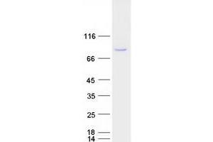 SCML2 Protein (Myc-DYKDDDDK Tag)