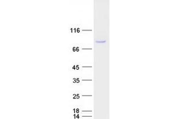 SCML2 Protein (Myc-DYKDDDDK Tag)