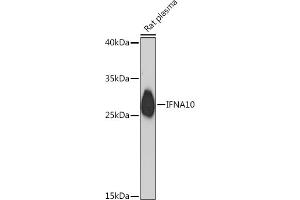 Western blot analysis of extracts of Rat plasma, using IFN Rabbit pAb (ABIN7267964) at 1:1000 dilution. (IFNA10 抗体  (AA 24-100))