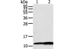 Western Blot analysis of Hepg2 and A549 cell using S100A11 Polyclonal Antibody at dilution of 1:600 (S100A11 抗体)