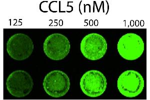 Detection of chemokine GAG binding on the cell surface using increasing amounts of biotinylated CCL5 (CCL5 Protein (AA 24-91) (Biotin))