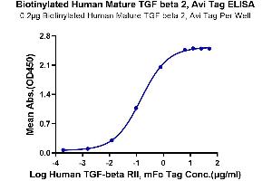 Immobilized Biotinylated Human Mature TGF beta 2, Avi Tag at 2 μg/mL (100 μL/Well) on the plate.