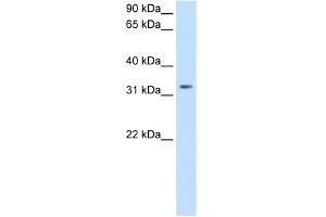 WB Suggested Anti-TRH Antibody Titration:  0. (TRH 抗体  (C-Term))