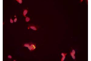 ABIN6276704 staining HeLa cells by ICC/IF. (PRMT5 抗体  (Internal Region))