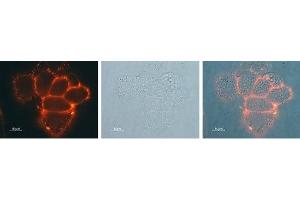 Expression of Kir3. (KCNJ3 抗体  (Extracellular))