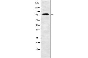 Western blot analysis GRIP2 using HeLa whole cell lysates (GRIP2 抗体  (Internal Region))