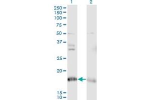 Western Blot analysis of NDUFA8 expression in transfected 293T cell line by NDUFA8 monoclonal antibody (M05), clone 2E10. (NDUFA8 抗体  (AA 1-72))