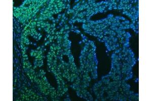 IF analysis of SF3B3 using anti-SF3B3 antibody (ABIN7602378).