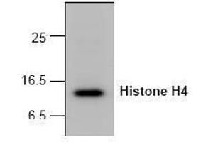 Image no. 1 for anti-Histone H4 (N-Term) antibody (ABIN127256) (Histone H4 抗体  (N-Term))