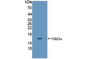 Western Blotting (WB) image for anti-Cytochrome P450, Family 11, Subfamily A, Polypeptide 1 (CYP11A1) (AA 392-521) antibody (ABIN7443572)