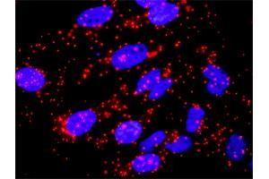 Proximity Ligation Analysis of protein-protein interactions between SKP1 and CACYBP. (SKP1 抗体  (AA 1-160))