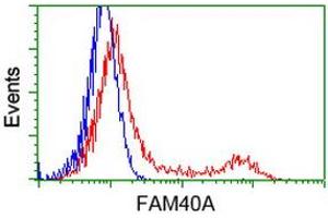 Image no. 5 for anti-Striatin Interacting Protein 1 (STRIP1) antibody (ABIN1498205) (STRIP1 抗体)